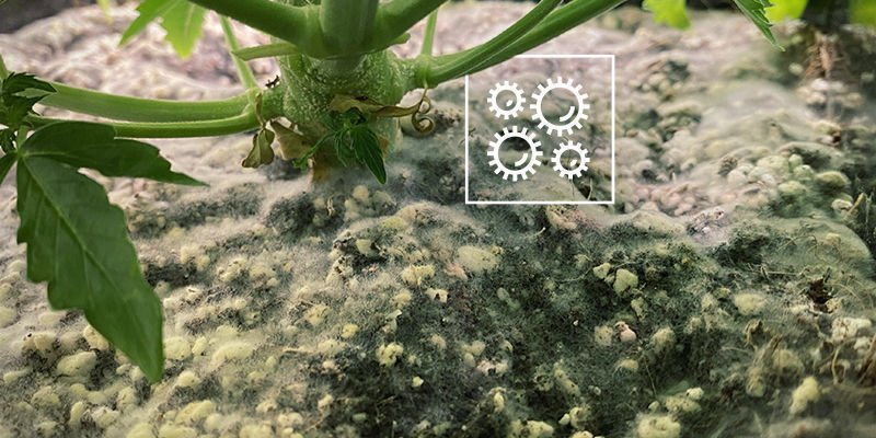 Pathogens Pathogens