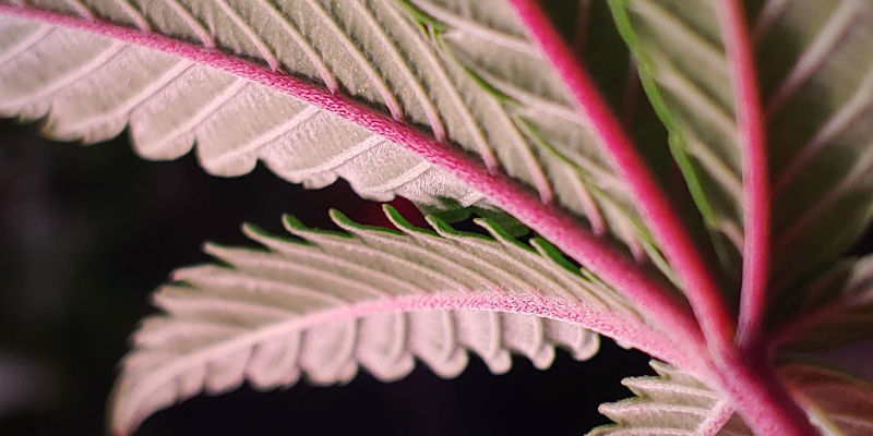 Punaiset tai violetit kannabiksen varret – milloin on syytä huoleen Punaiset tai violetit kannabiksen varret – milloin on syytä huoleen