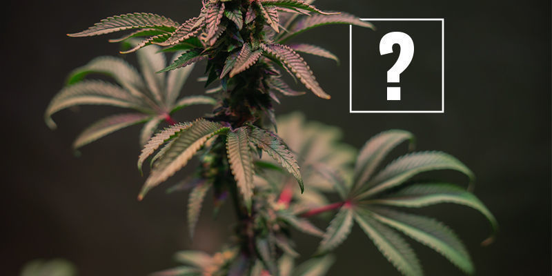 Mistä punaiset ja violetit kannabiksen varret johtuvat? Mistä punaiset ja violetit kannabiksen varret johtuvat?