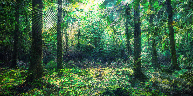 Ecuadorin sademetsän ja Devonin fuusio fusion of Ecuadorian rainforest and Devon