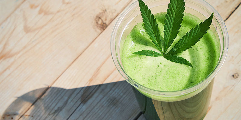 Raaka kannabismehu: uusi käyttötapa Raaka kannabismehu: uusi käyttötapa
