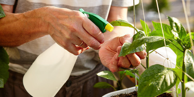 Kalsiumin lehtiruiskute Calcium Foliar Spray