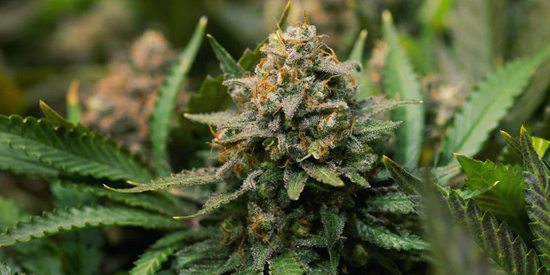 Kannabislajikkeita, jotka sisältävät geraniolia Kannabislajikkeita, jotka sisältävät geraniolia