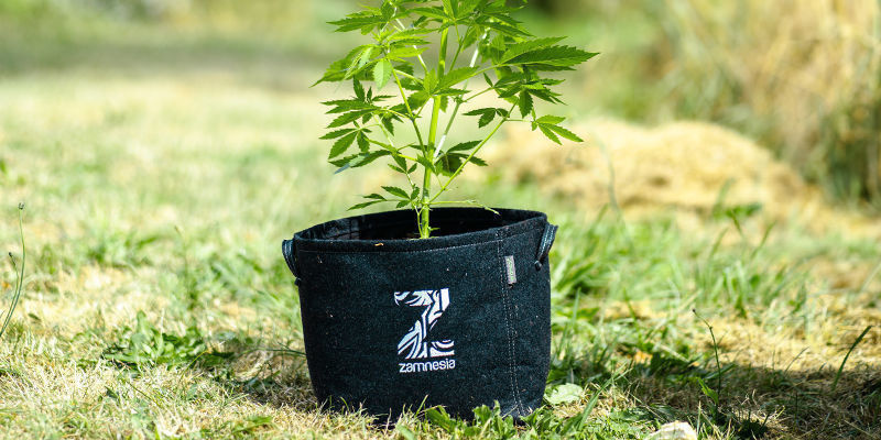 Kun ruukut ovat riittävän puhtaat, odota että ne ovat täysin kuivat ennen kuin käytät niitä uudelleen kannabiksen kasvatukseen Once sufficiently clean, make sure to wait until your fabric pots are completely dry before using them to grow cannabis once more