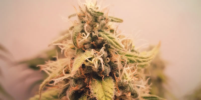 Humulene-pitoisuudeltaan korkeat kannabislajikkeet Humulene-pitoisuudeltaan korkeat kannabislajikkeet