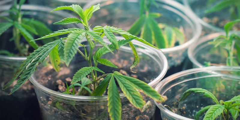 Kuinka luoda uusia kannabislajikkeita Kuinka luoda uusia kannabislajikkeita
