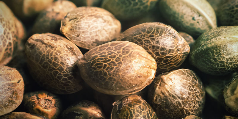 Polyhybrid Cannabis Seeds Polyhybrid Cannabis Seeds