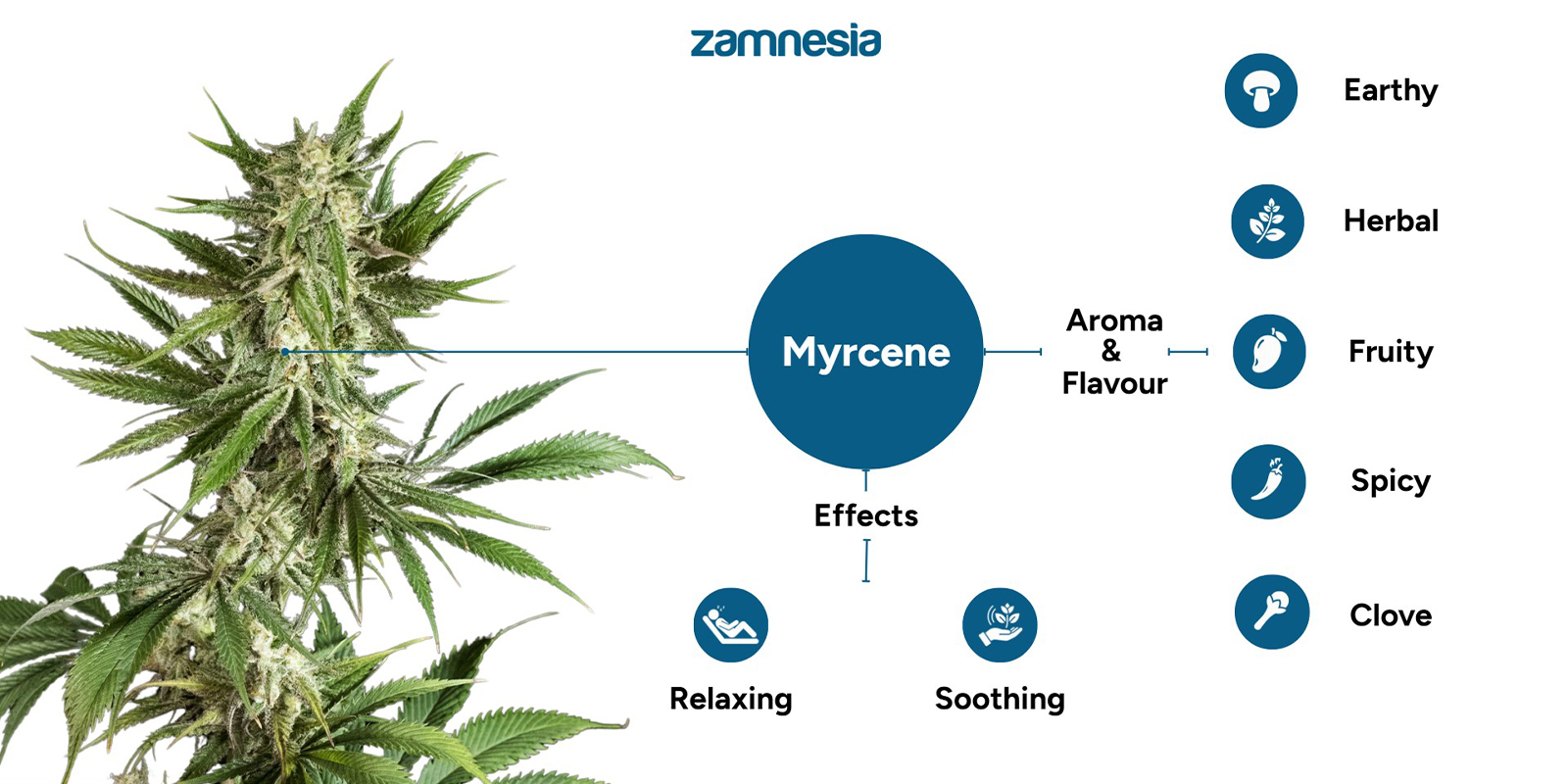 Mit&auml; myrseeni tekee kannabiksessa?