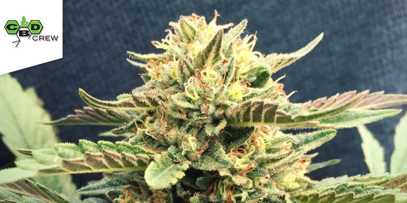 CBD Therapy (CBD Crew) CBD Therapy (CBD Crew)