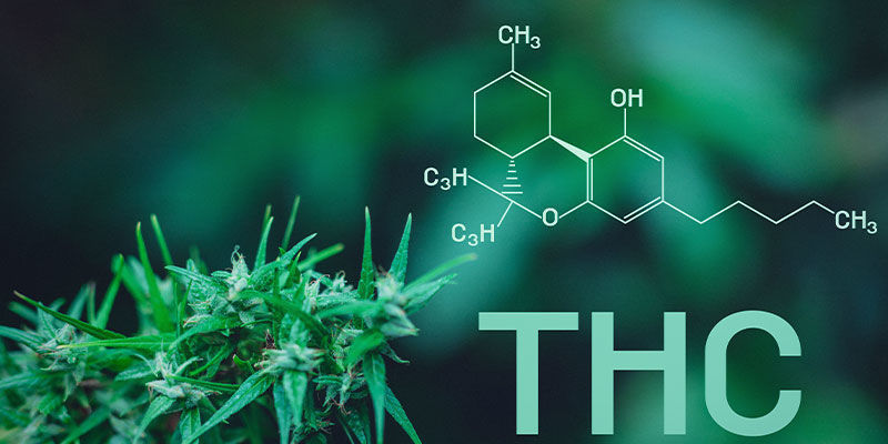 Miksi kannabis aiheuttaa nälän? Miksi kannabis aiheuttaa nälän?