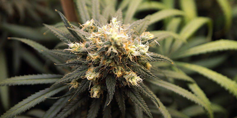 5 Kannabislajiketta, joissa on runsaasti pineeniä 5 Cannabis Strains Rich In Pinene