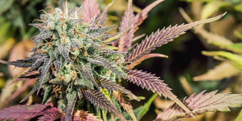 5 kannabislajiketta, joissa on limoneenia 5 kannabislajiketta, joissa on limoneenia