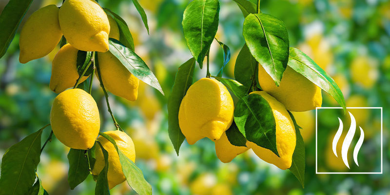Limoneenin tuoksu ja aromi Limoneenin tuoksu ja aromi
