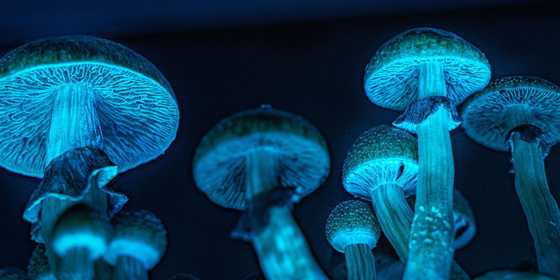 Psilocybe Cubensis Psilocybe cubensis