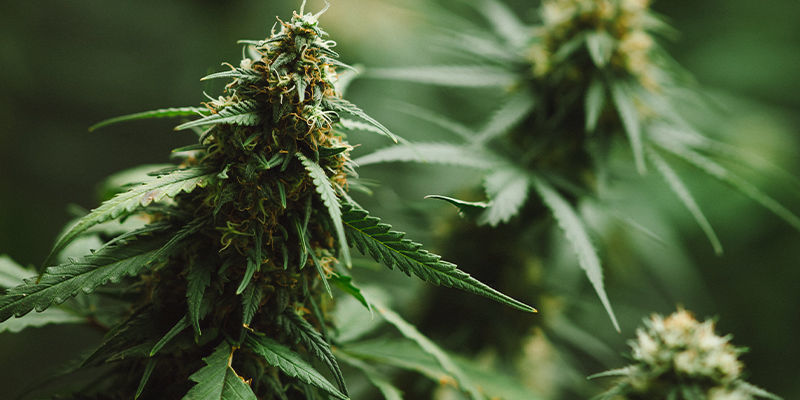 5 kannabislajiketta, jotka sisältävät karyofylleeniä 5 kannabislajiketta, jotka sisältävät karyofylleeniä