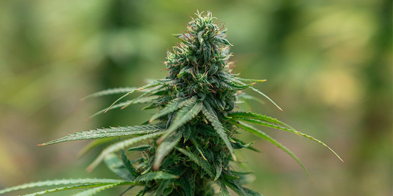 Kannabislajikkeet luovuuden boostaamiseen