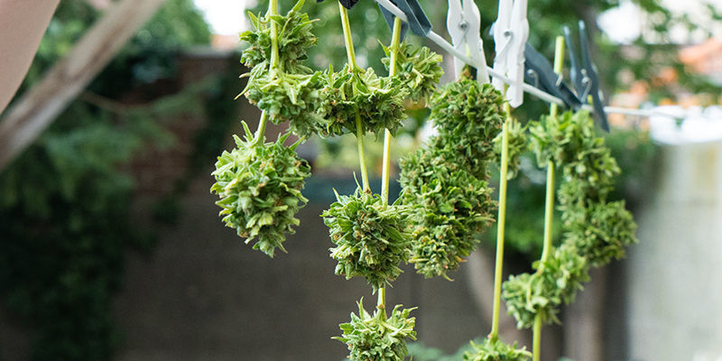 Kannabiksen kuivaus auringossa Kannabiksen kuivaus auringossa