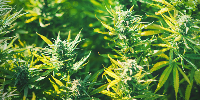 Top 5 kannabislajikkeet uneen Top 5 kannabislajikkeet uneen