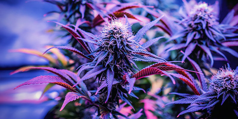 Mitkä kannabislajikkeet sopivat parhaiten uneen? Mitkä kannabislajikkeet sopivat parhaiten uneen?