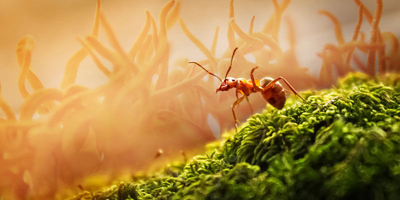 Ants And Cordyceps Ants And Cordyceps