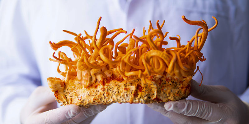 Yhteenveto: Cordyceps – ihmiskunnan ystävä, muurahaisten vihollinen Yhteenveto: Cordyceps – ihmiskunnan ystävä, muurahaisten vihollinen