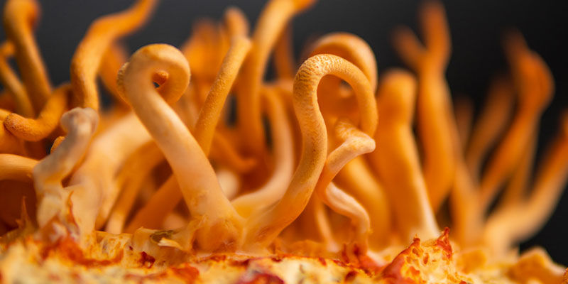 Mikä on cordyceps? Mikä on cordyceps?