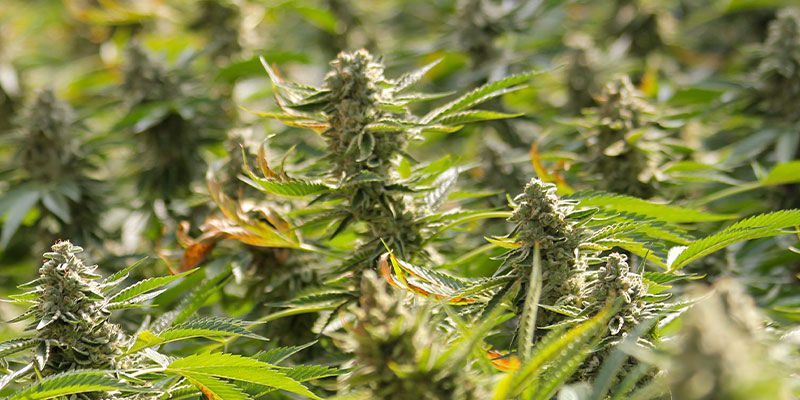 F1-hybridit: enemmän THC:tä ja suurempi sato F1 Hybrids: More THC And Bigger Yields