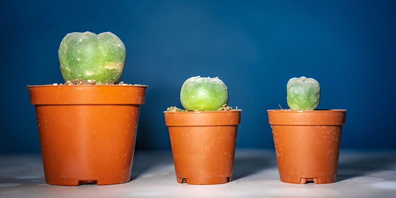 Peyote Peyote