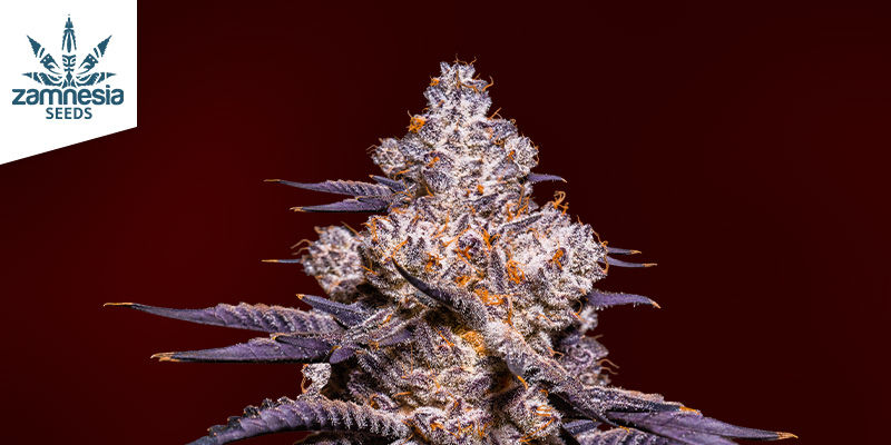 Strawberry Coughin ominaisuudet Characteristics of Strawberry Cough