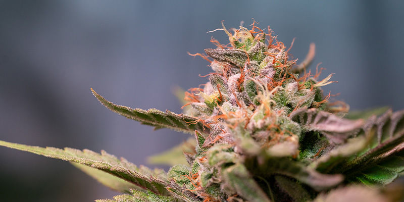 Strawberry Cough: Hanki marjaisen hyvä kokemus Strawberry Cough: Hanki marjaisen hyvä kokemus