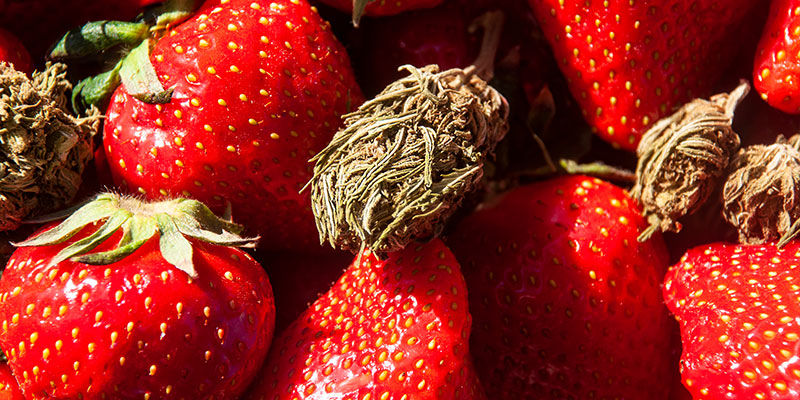 Strawberry Cough: Maku ja vaikutukset Strawberry Cough: Flavour and effects