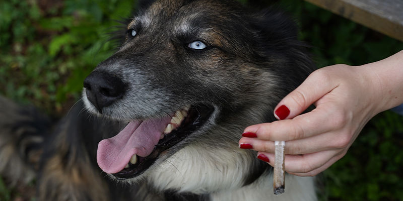 Miten kannabis vaikuttaa koiriin? How does cannabis affect dogs?