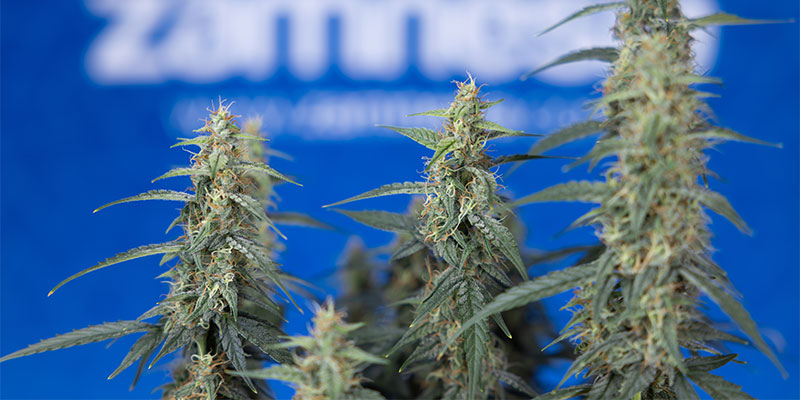 Kumpi on parempi kannabiskasveille: fimming vai latvuksen katkaisu? Kumpi on parempi kannabiskasveille: fimming vai latvuksen katkaisu?