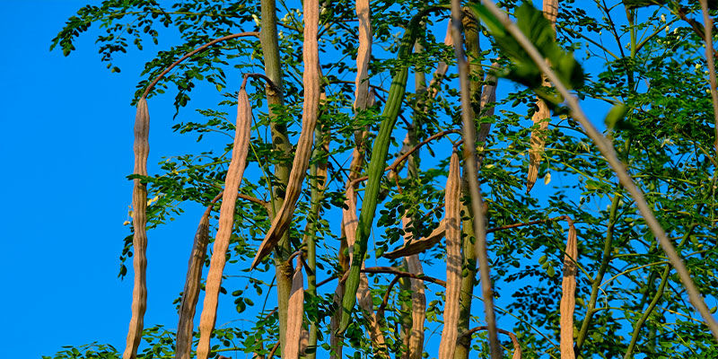 Mikä on moringa? Mikä on moringa?