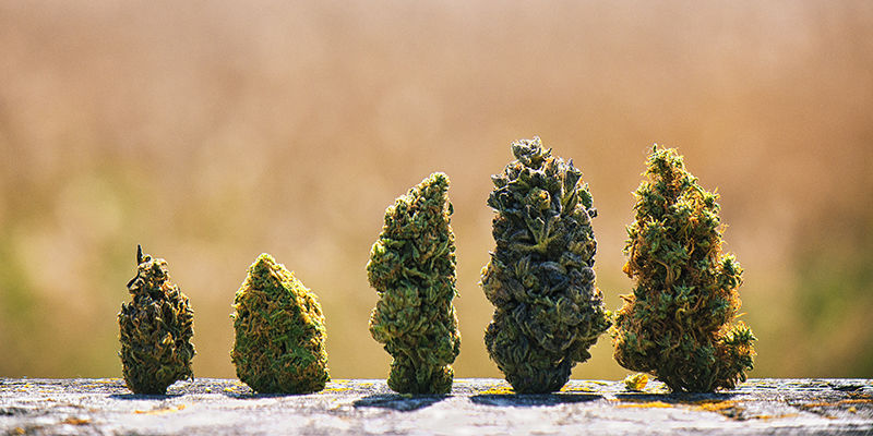 Kukinnon rakenne Bud structure