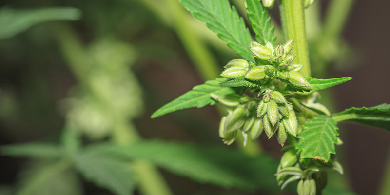 Miten kannabislajikkeet luodaan? Miten kannabislajikkeet luodaan?