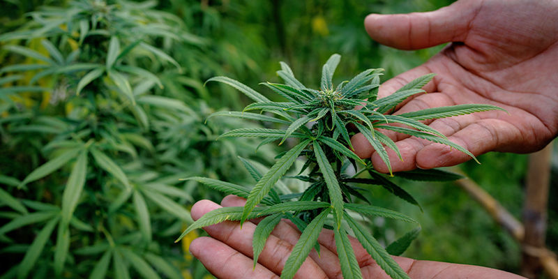 Kuinka valita kannabislajike Kuinka valita kannabislajike