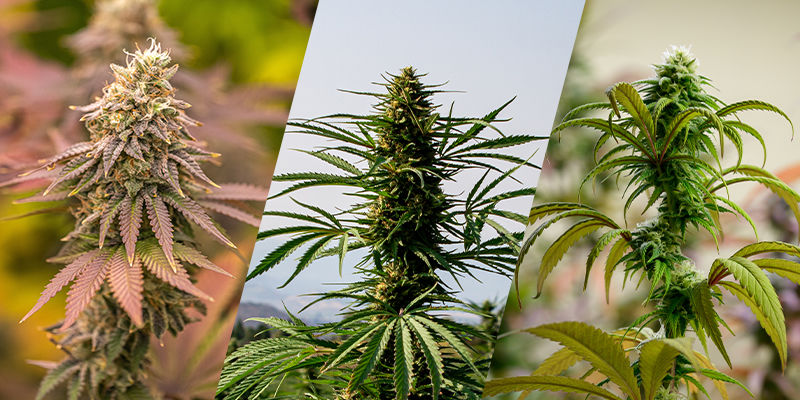 Indica, sativa, ruderalis: kannabiksen genetiikan rakennuspalikat Indica, sativa, ruderalis: the building blocks of cannabis genetics