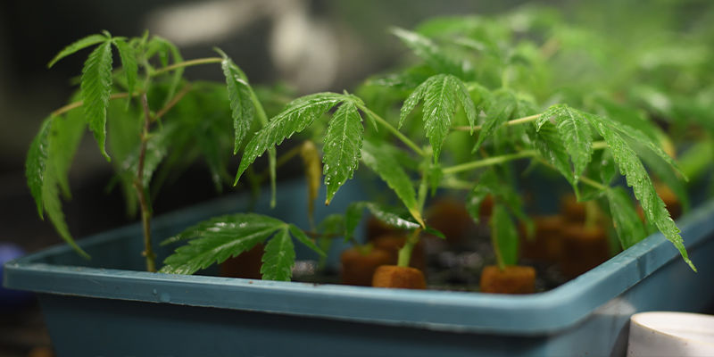 Mitä kasvattajat etsivät luodessaan kannabislajikkeita? Mitä kasvattajat etsivät luodessaan kannabislajikkeita?