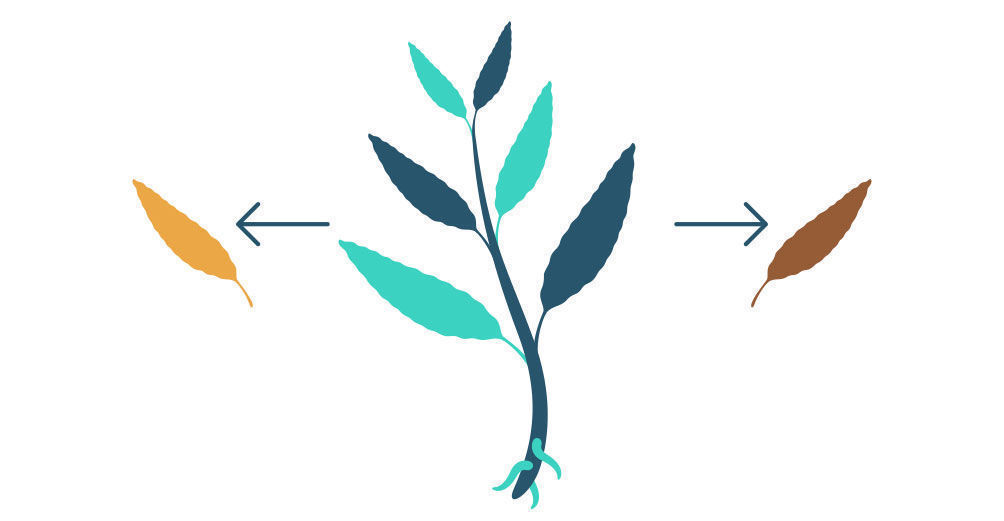 Vaihe 1: Salvia divinorum -kasvin lis&auml;&auml;minen pistokkaasta