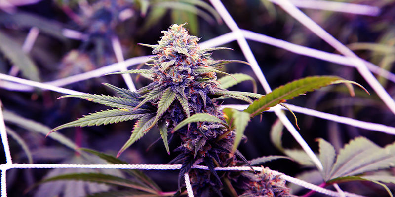 Kannabislajikkeita, jotka sisältävät osimeenia Kannabislajikkeita, jotka sisältävät osimeenia