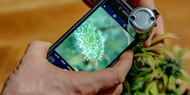 Mistä tiedät, toimiiko crop steering? Mistä tiedät, toimiiko crop steering?