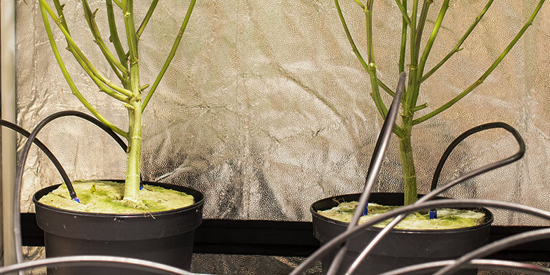 Miten kannabiksen crop steering toimii? Miten kannabiksen crop steering toimii?