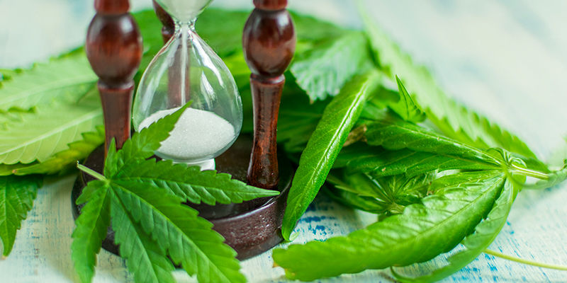 Kuinka kauan voit jatkaa kannabiksen crop steeringiä? Kuinka kauan voit jatkaa kannabiksen crop steeringiä?