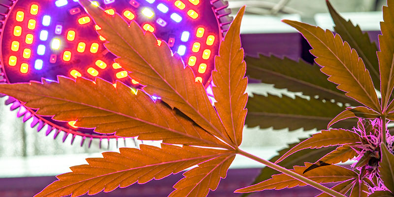 Kuinka ohjata kannabiksen kasvua Kuinka ohjata kannabiksen kasvua