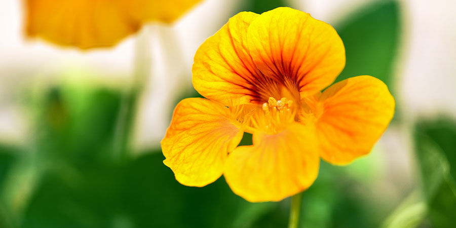 Krassi Nasturtium