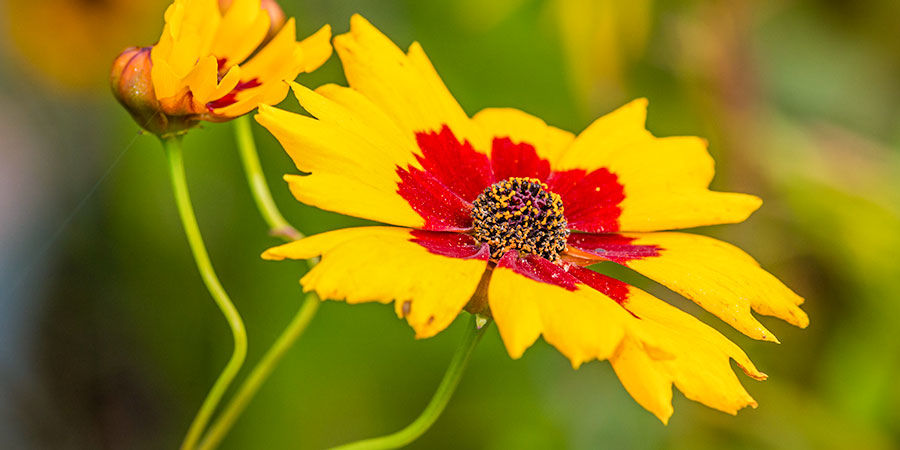 Punainen coreopsis Red Coreopsis