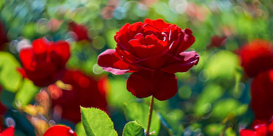 Roses Roses