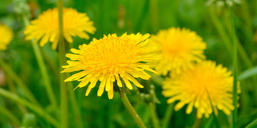 Voikukka Dandelion