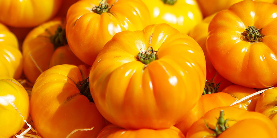 Great White Beefsteak -tomaatti Great white beefsteak tomato